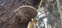 Inocutis tamaricis