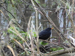 Turdus merula