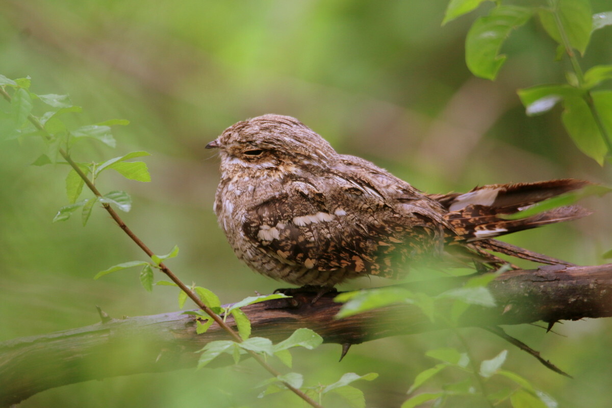 European Nightjar