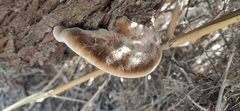 Inocutis tamaricis