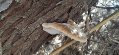 Inocutis tamaricis