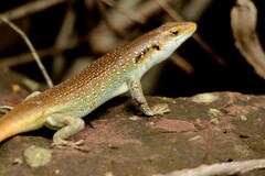 Trachylepis margaritifera