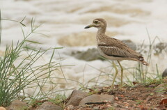 Burhinus vermiculatus