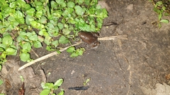 Hypopachus variolosus