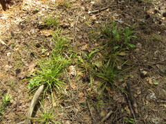 Carex digitata