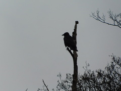 Corvus corone