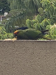 Aratinga auricapillus