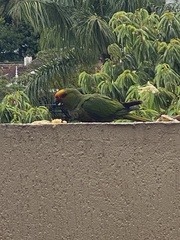 Aratinga auricapillus