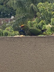 Aratinga auricapillus