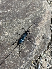 Dotocryptus bellicosus