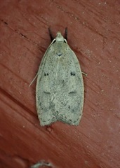 Machimia tentoriferella