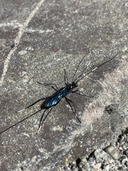 Dotocryptus bellicosus