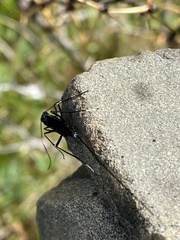 Dotocryptus bellicosus