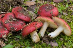 Russula graveolens