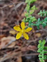 Hypericum thymifolium