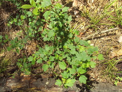 Ribes alpinum