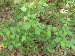 Ribes alpinum