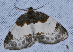 Mesoleuca albicillata