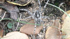 Lycosa singoriensis