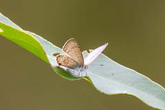 Catopyrops florinda