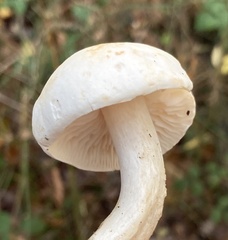 Tricholoma album