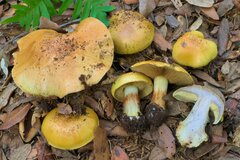Cortinarius bergeronii