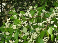 Cotoneaster