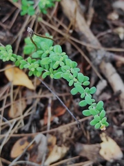 Hypericum thymifolium