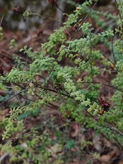 Hypericum thymifolium