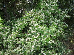 Cotoneaster