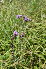 Saussurea maximowiczii