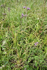 Saussurea maximowiczii