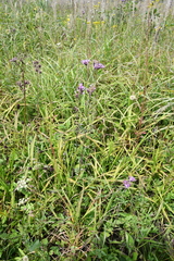 Saussurea maximowiczii