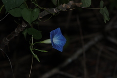 Ipomoea tricolor