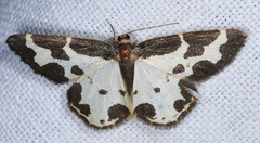 Lomaspilis marginata