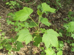 Ribes spicatum
