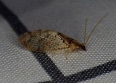 Hemerobius humulinus