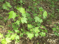 Ribes spicatum