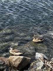 Lophonetta specularioides