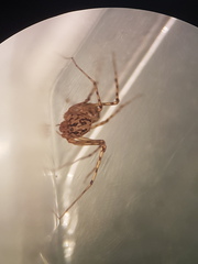 Scytodes thoracica