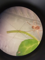 Scytodes thoracica