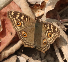 Junonia lemonias