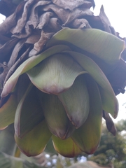 Ensete glaucum, photograph (c) Utain Pummarin, some rights reserved (CC BY)