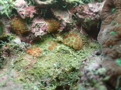 Scleractinia