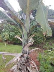 Ensete glaucum, photograph (c) Utain Pummarin, some rights reserved (CC BY)