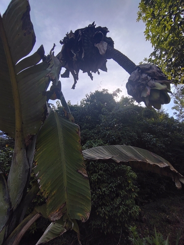 Image of Ensete glaucum by (c) Utain Pummarin, some rights reserved (CC BY)