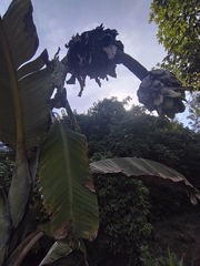 Ensete glaucum, photograph (c) Utain Pummarin, some rights reserved (CC BY)