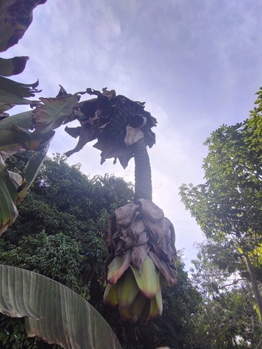 Image of Ensete glaucum by (c) Utain Pummarin, some rights reserved (CC BY)
