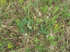 Potentilla alba