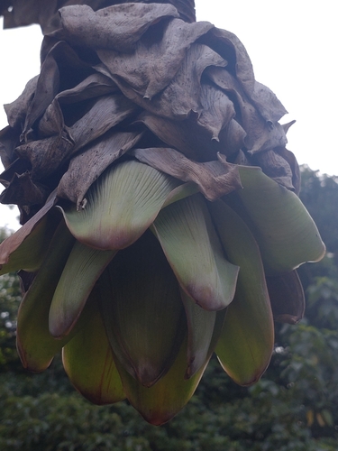 Image of Ensete glaucum by (c) Utain Pummarin, some rights reserved (CC BY)